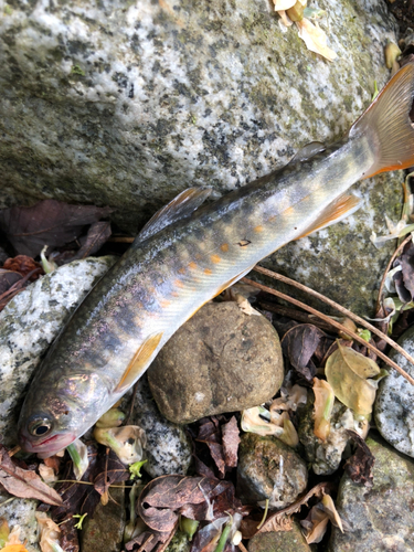 イワナの釣果