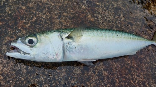 サバの釣果