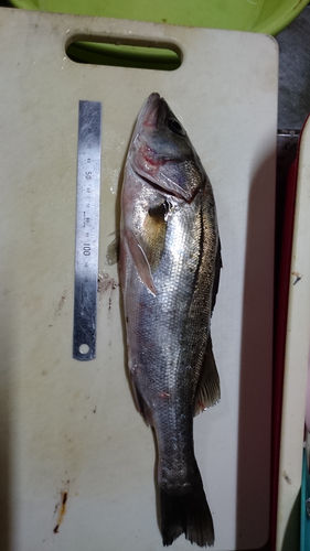 セイゴ（マルスズキ）の釣果