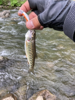 ニジマスの釣果