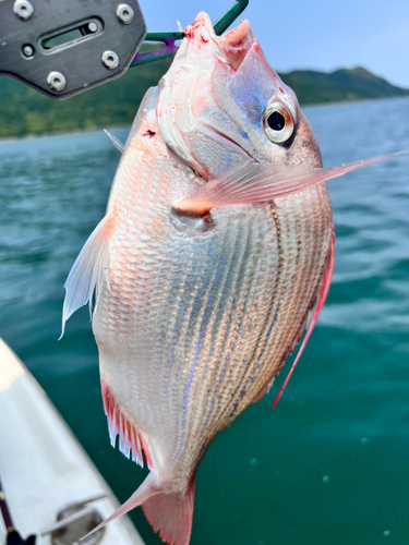 チダイの釣果