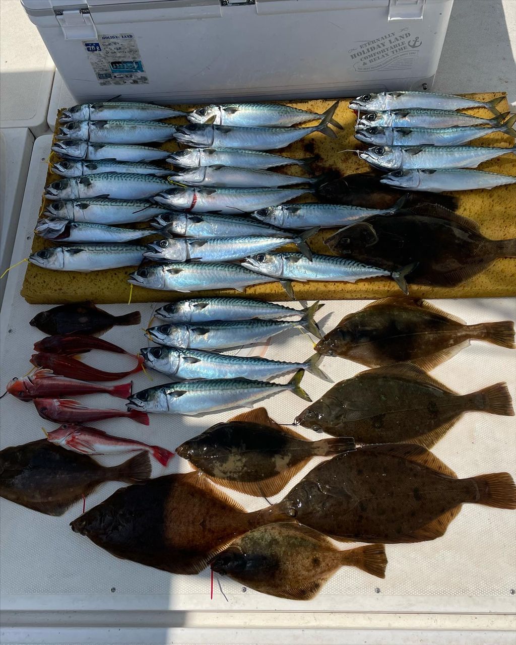 FISHING ESPERANZAさんの釣果 2枚目の画像