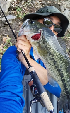 ブラックバスの釣果