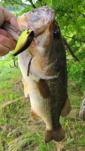 ラージマウスバスの釣果