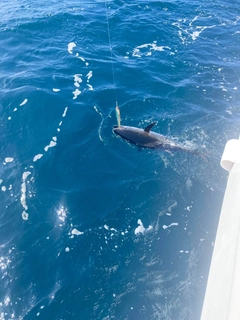 クロマグロの釣果