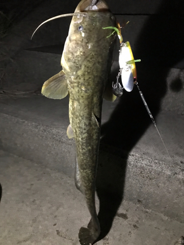 マナマズの釣果