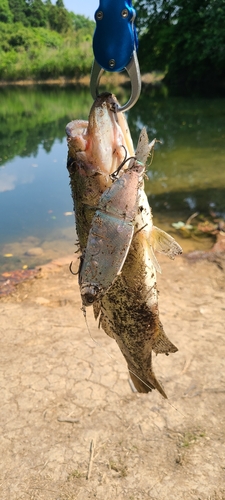 ブラックバスの釣果