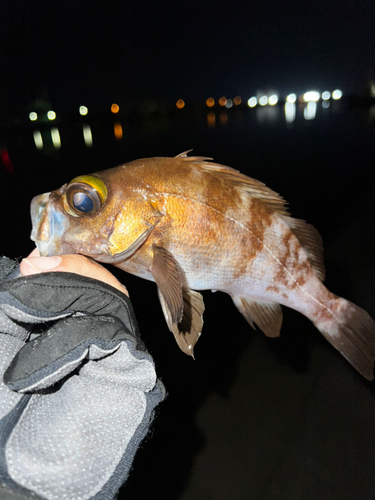 メバルの釣果