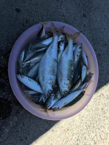 アジの釣果