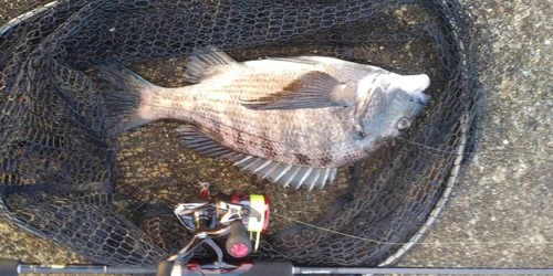 チヌの釣果