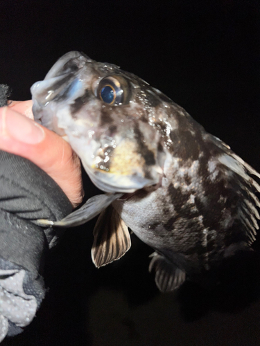 クロソイの釣果