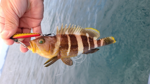 アオハタの釣果