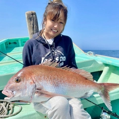 マダイの釣果