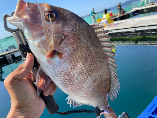 マダイの釣果