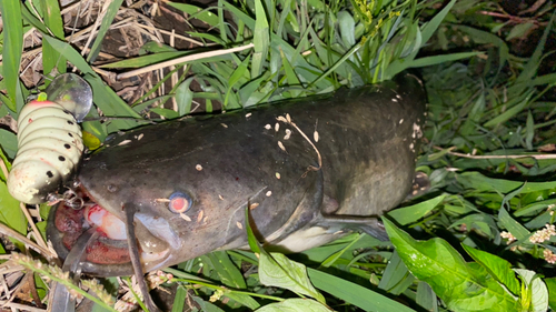 ナマズの釣果