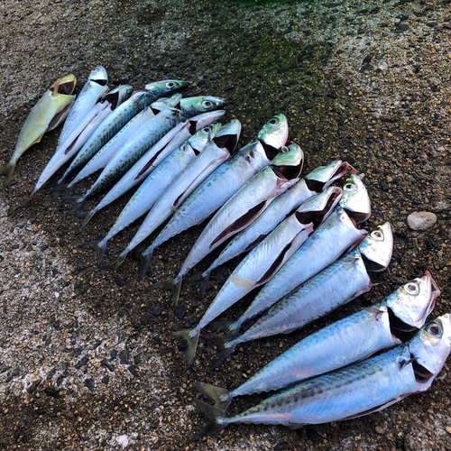 サバの釣果