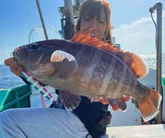 マハタの釣果