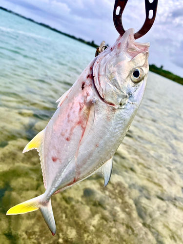 オニヒラアジの釣果