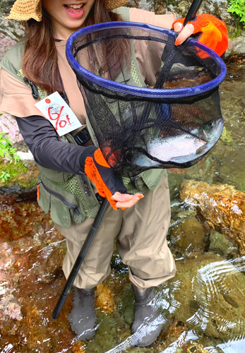 ニジマスの釣果