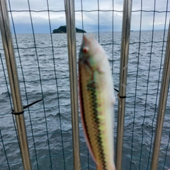 ベラの釣果