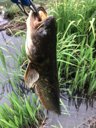 ナマズの釣果