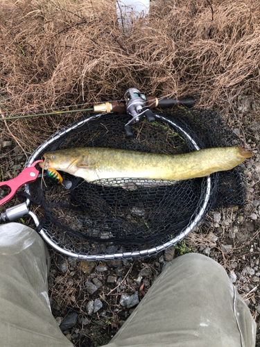 マナマズの釣果