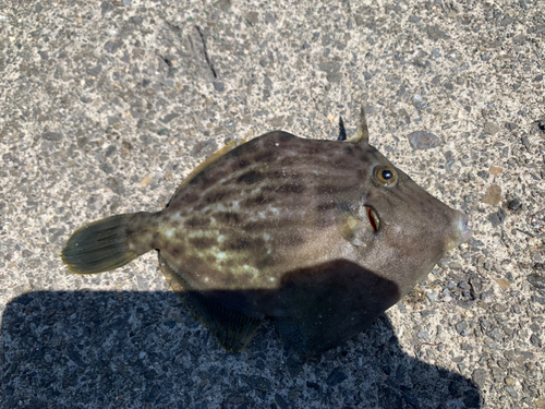 カワハギの釣果