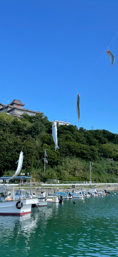 イワシの釣果