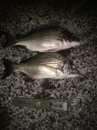 ミナミクロダイの釣果