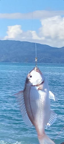 チダイの釣果