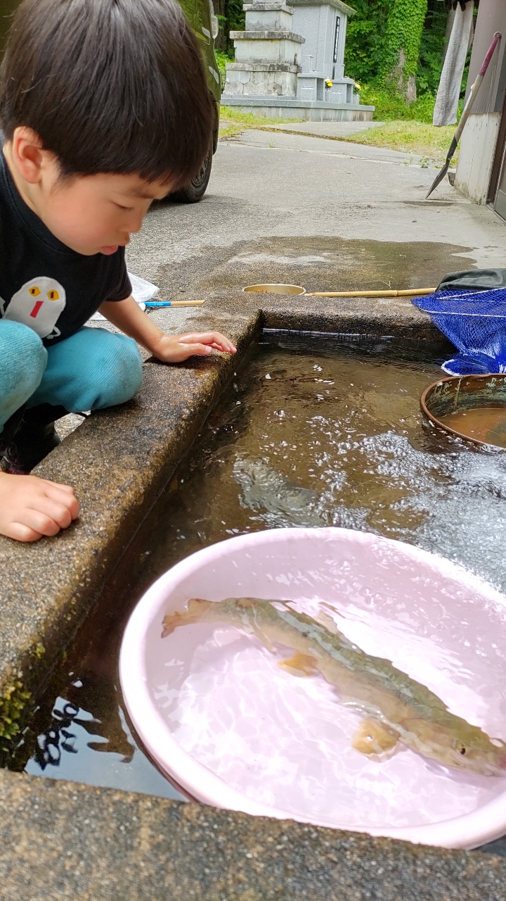 イワナ