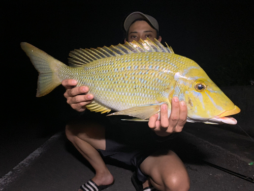 ハマフエフキの釣果