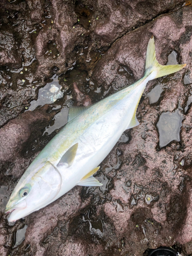 イナダの釣果