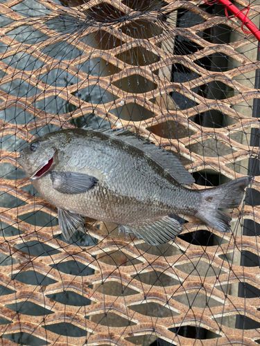 メジナの釣果