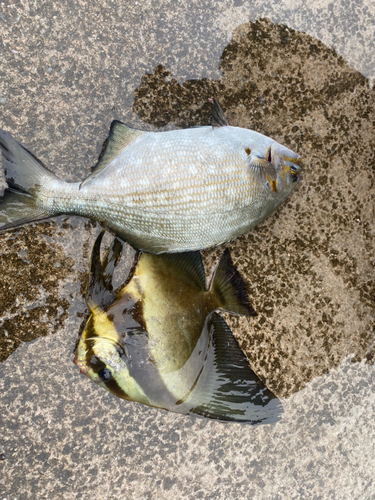 イスズミの釣果