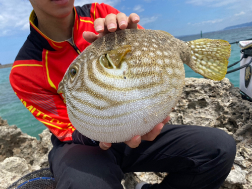 スジモヨウフグの釣果