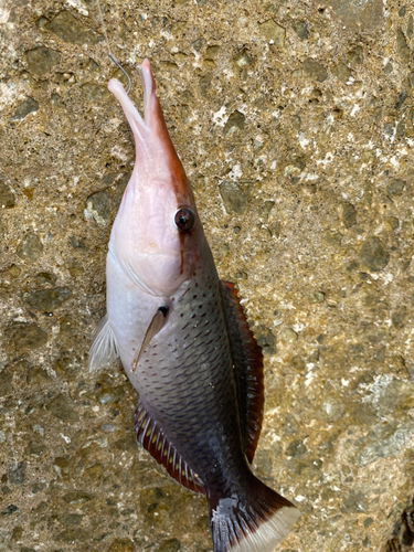 ベラの釣果