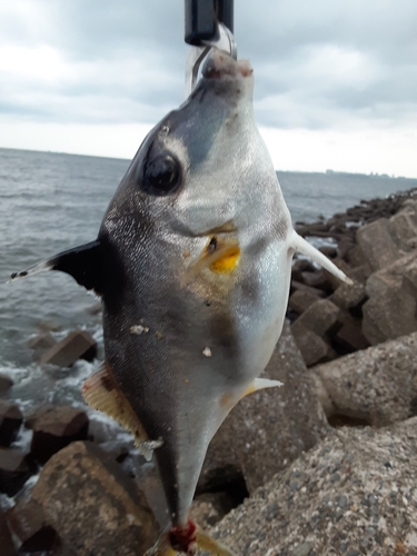 ギマの釣果