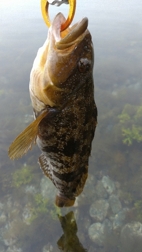 アイナメの釣果