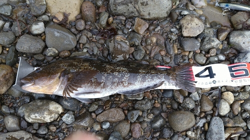 アイナメの釣果