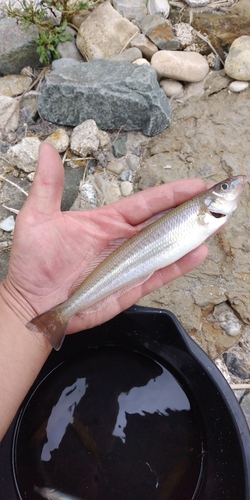 キスの釣果