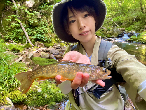 イワナの釣果