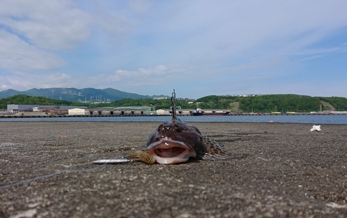 トゲカジカの釣果