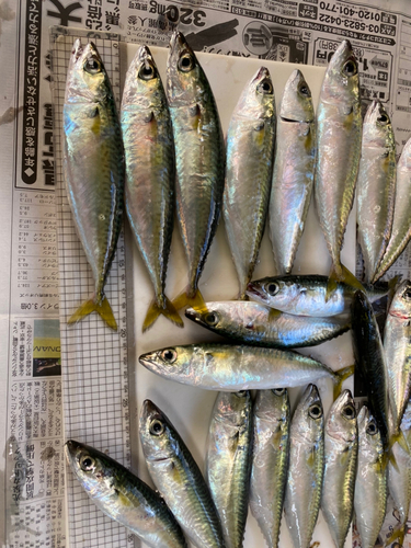 サバの釣果