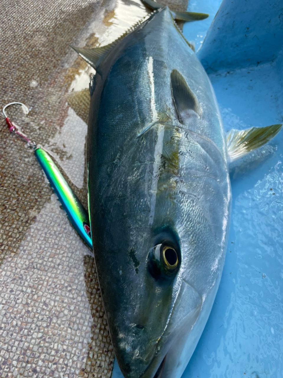 何羨録 -かせんろく-さんの釣果 2枚目の画像