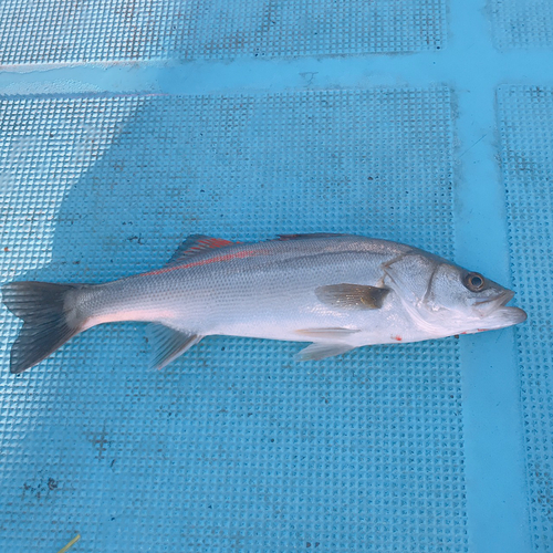 スズキの釣果