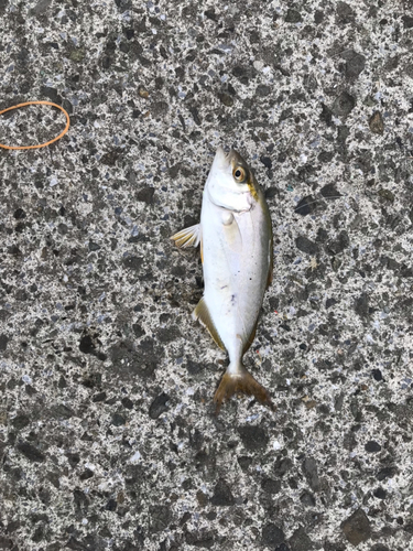 ショゴの釣果