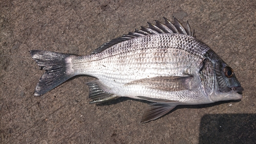 キチヌの釣果