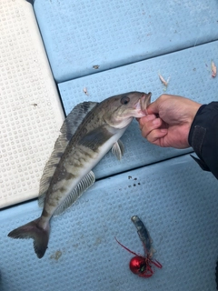 ホッケの釣果