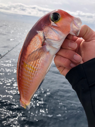 アマダイの釣果